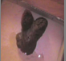 Roxanne shits on the floor while standing.